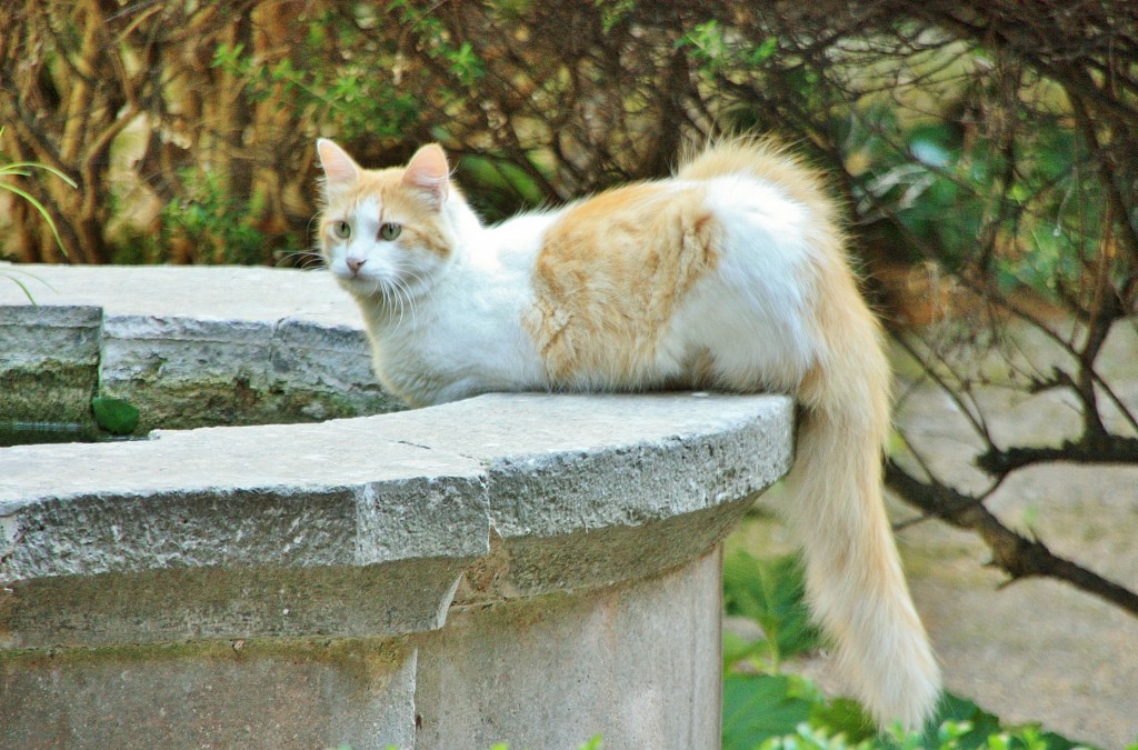 Foto: Gatito - Valldemossa (Mallorca) (Illes Balears), España