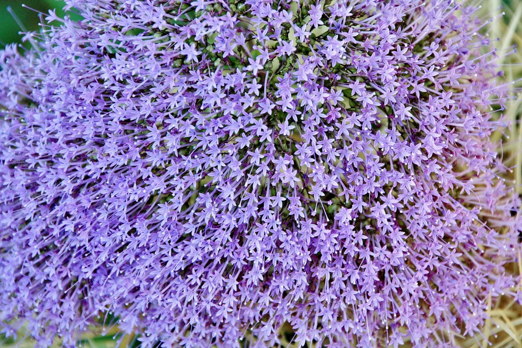 Foto: Cartuja - Valldemossa (Mallorca) (Illes Balears), España