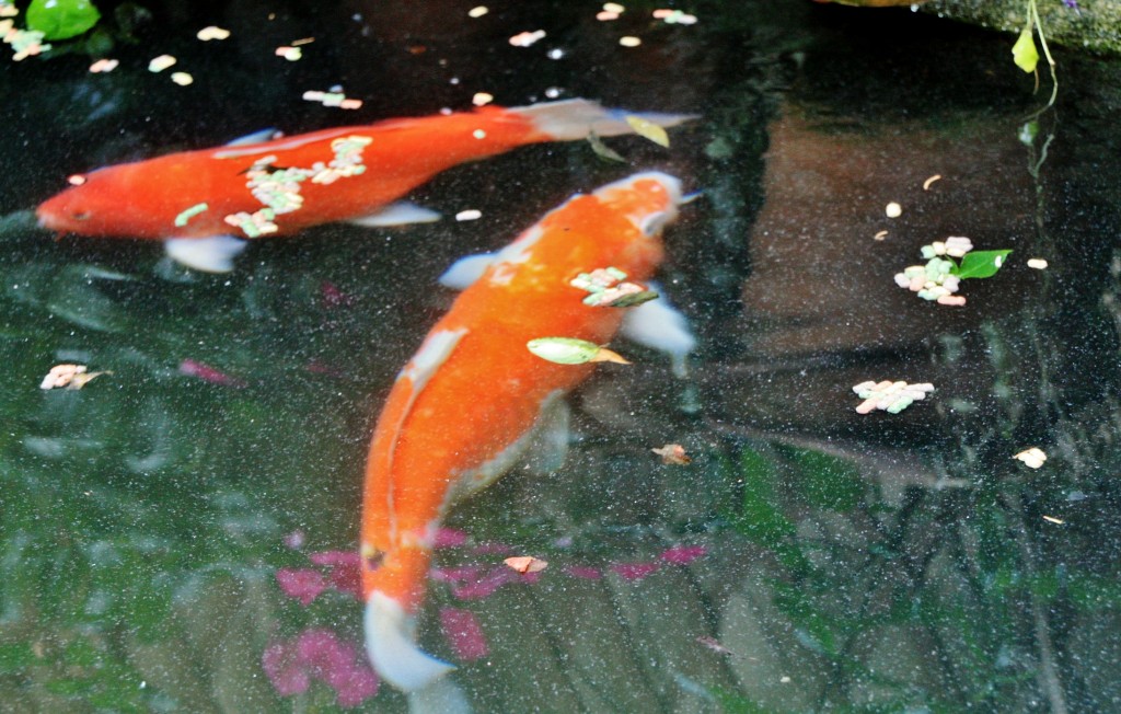 Foto: Cartuja - Valldemossa (Mallorca) (Illes Balears), España