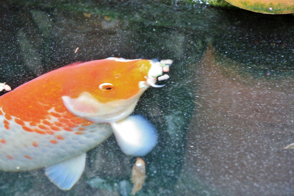 Foto: Cartuja - Valldemossa (Mallorca) (Illes Balears), España