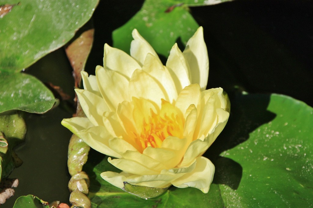 Foto: Cartuja - Valldemossa (Mallorca) (Illes Balears), España