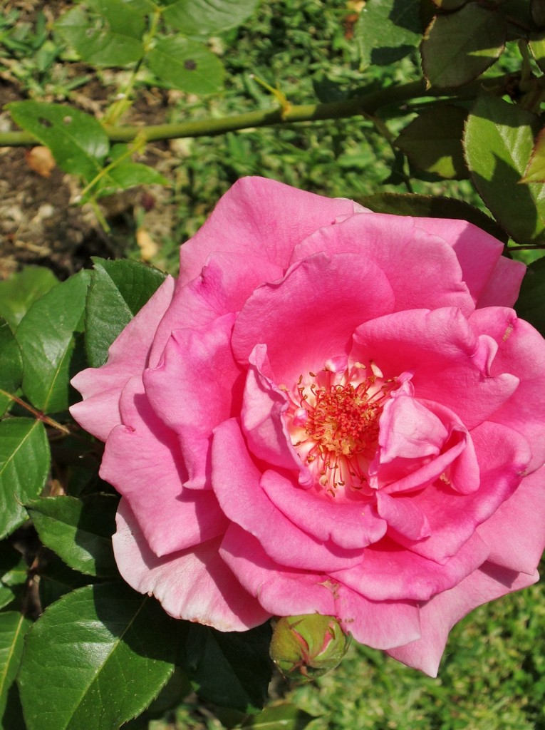 Foto: La Granja - Esporles (Mallorca) (Illes Balears), España