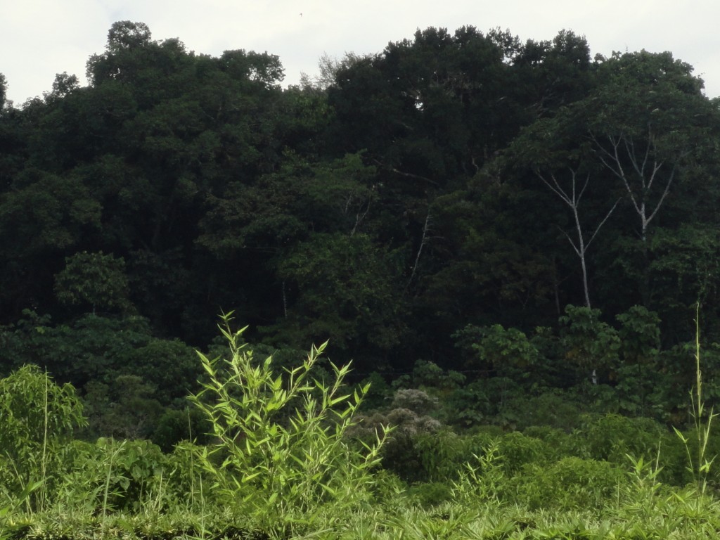 Foto: Paisaje En La Pista - Aguano (Napo), Ecuador