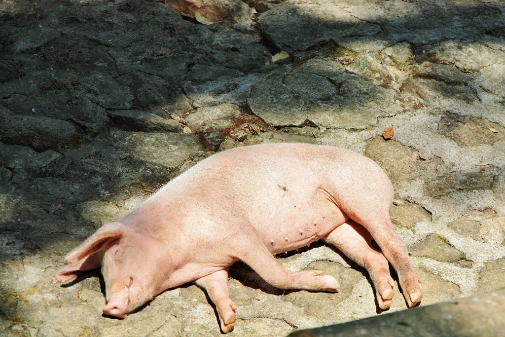 Foto: La Granja - Esporles (Mallorca) (Illes Balears), España