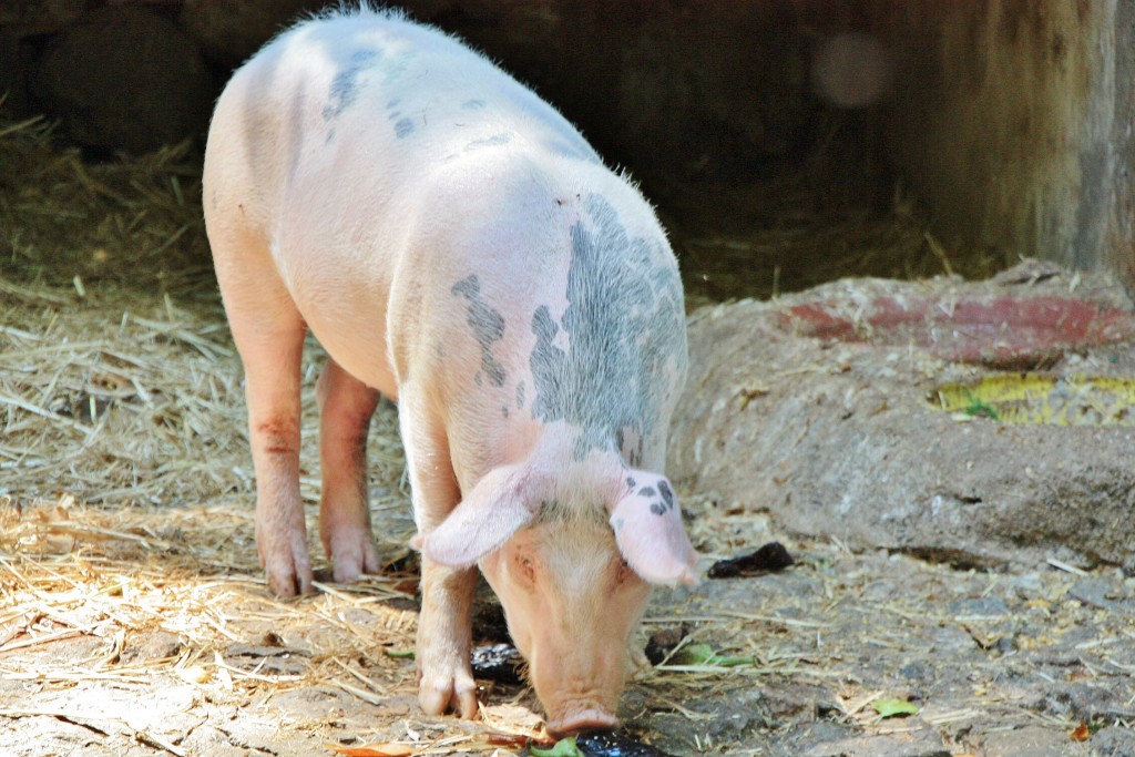 Foto: La Granja - Esporles (Mallorca) (Illes Balears), España