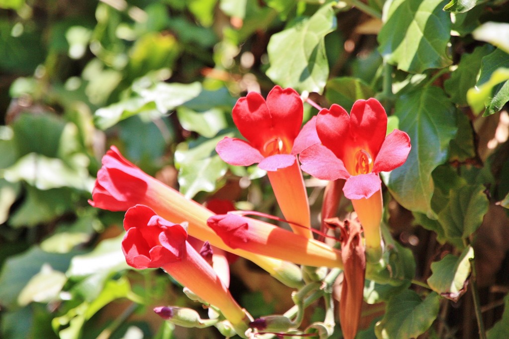Foto: La Granja - Esporles (Mallorca) (Illes Balears), España