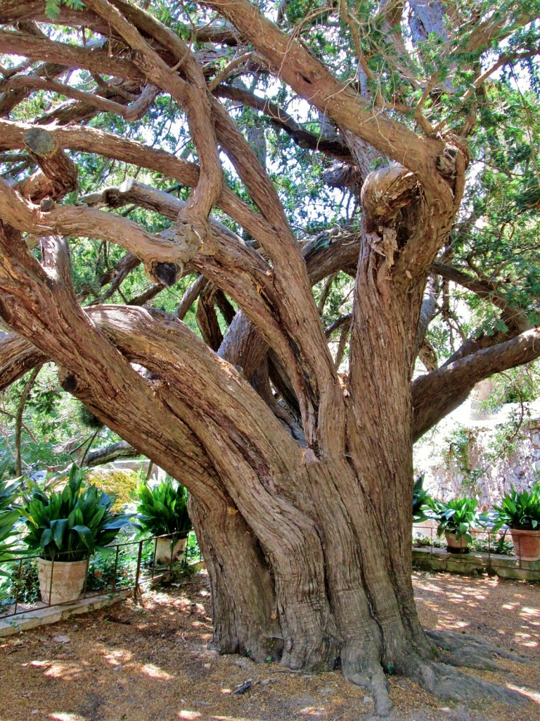 Foto: La Granja - Esporles (Mallorca) (Illes Balears), España