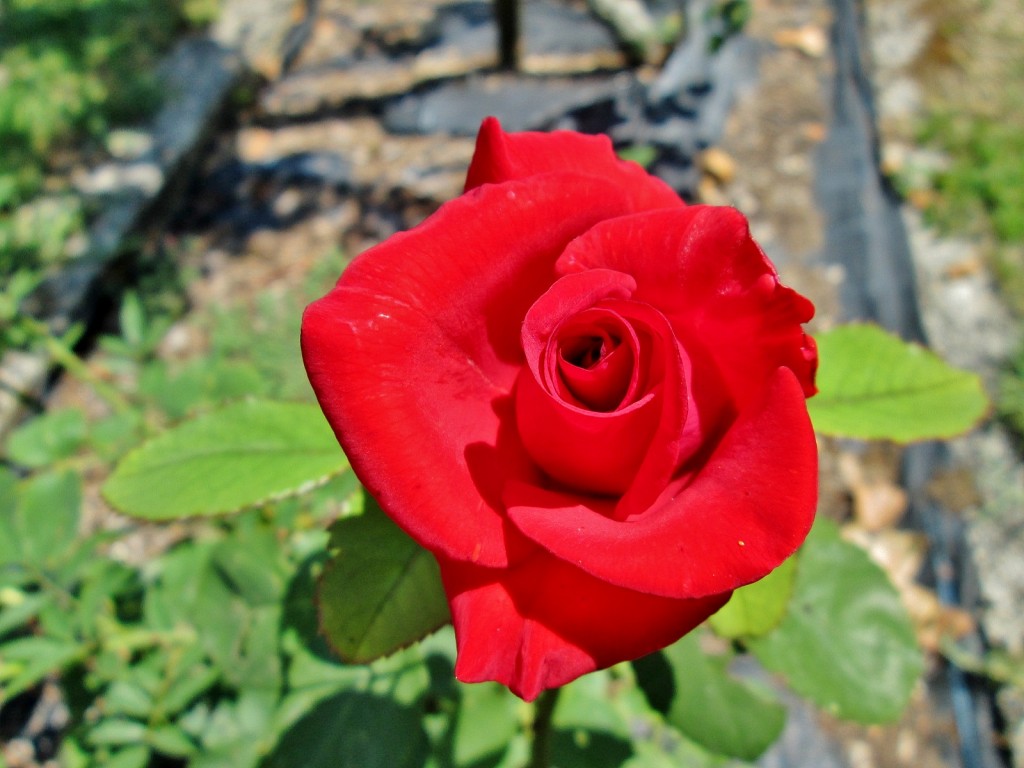 Foto: La Granja - Esporles (Mallorca) (Illes Balears), España