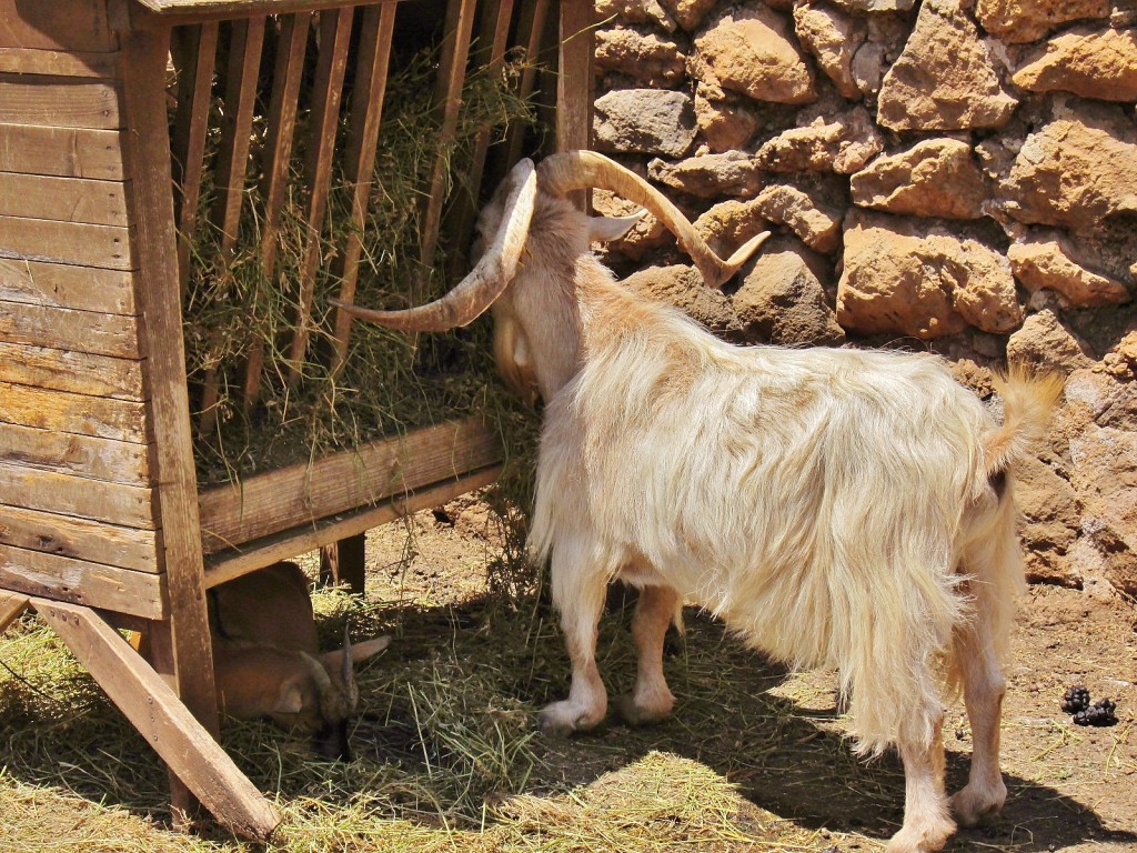 Foto: La Granja - Esporles (Mallorca) (Illes Balears), España