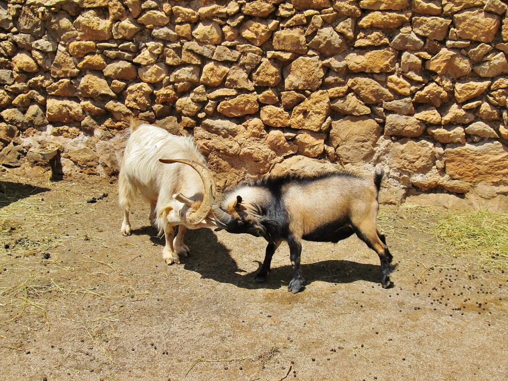 Foto: La Granja - Esporles (Mallorca) (Illes Balears), España
