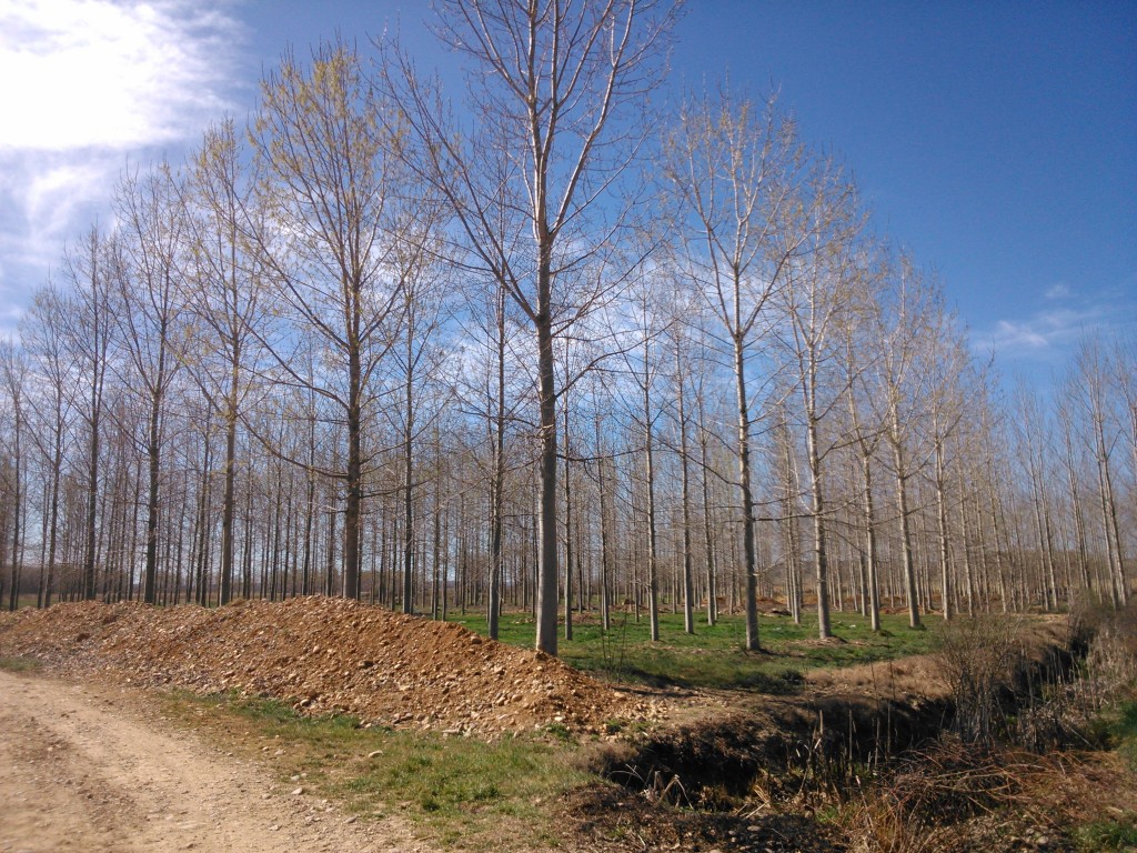 Foto de Villarejo de Orbigo (León), España