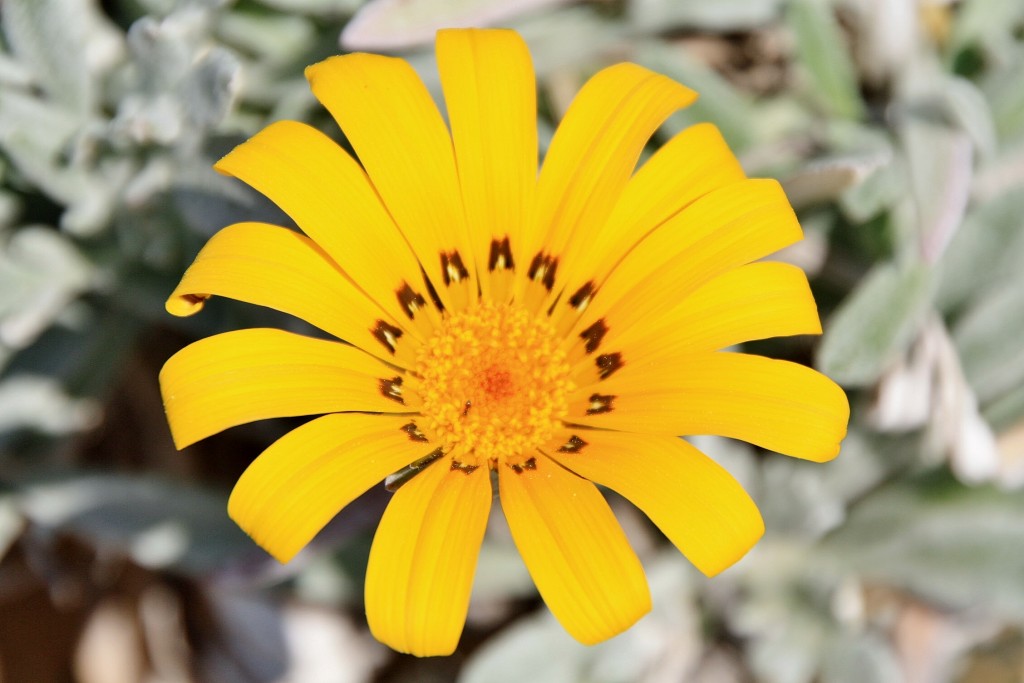 Foto: Un poco de color - Roda de Berà (Tarragona), España