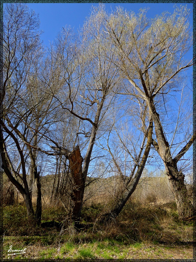 Foto: 150405-11 ARCOS DE JALON - Arcos De Jalon (Soria), España