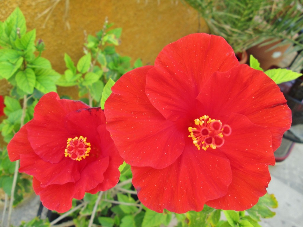 Foto: Centro histórico - Alcudia (Mallorca) (Illes Balears), España