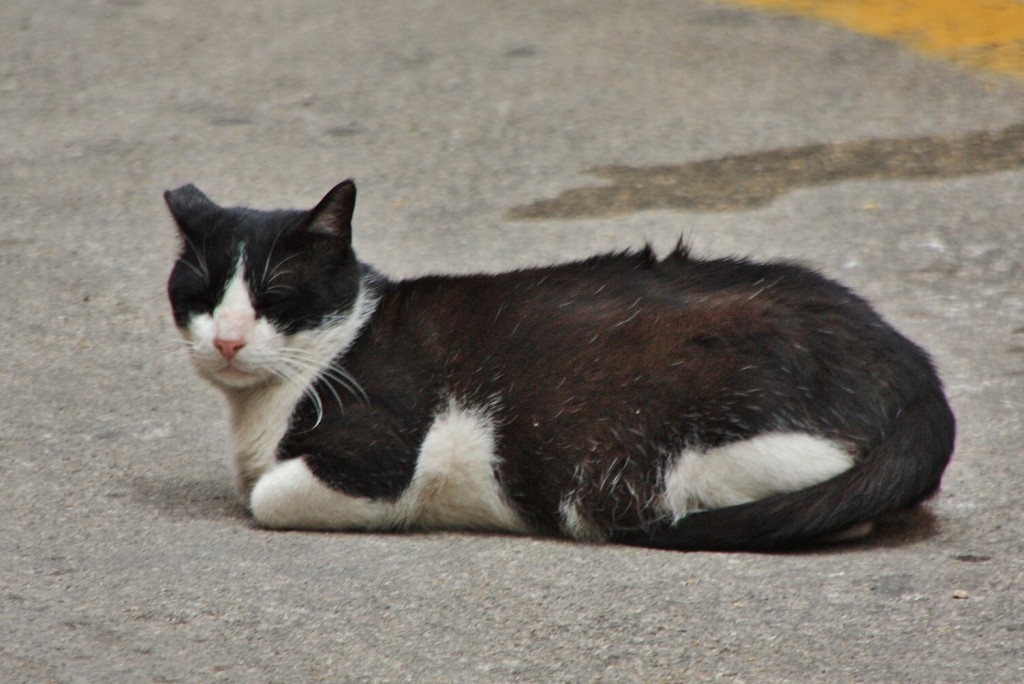 Foto: Gatito - Pollença (Mallorca) (Illes Balears), España