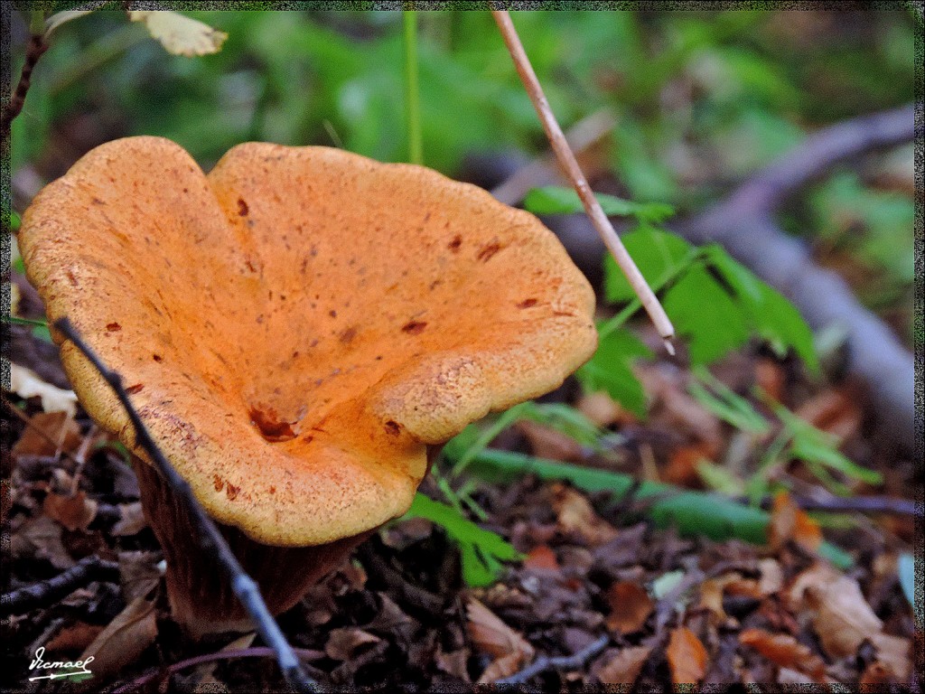 Foto: 150411-047 USHUAIA TIERRA FUEG - Ushuaia (Tierra del Fuego), Argentina