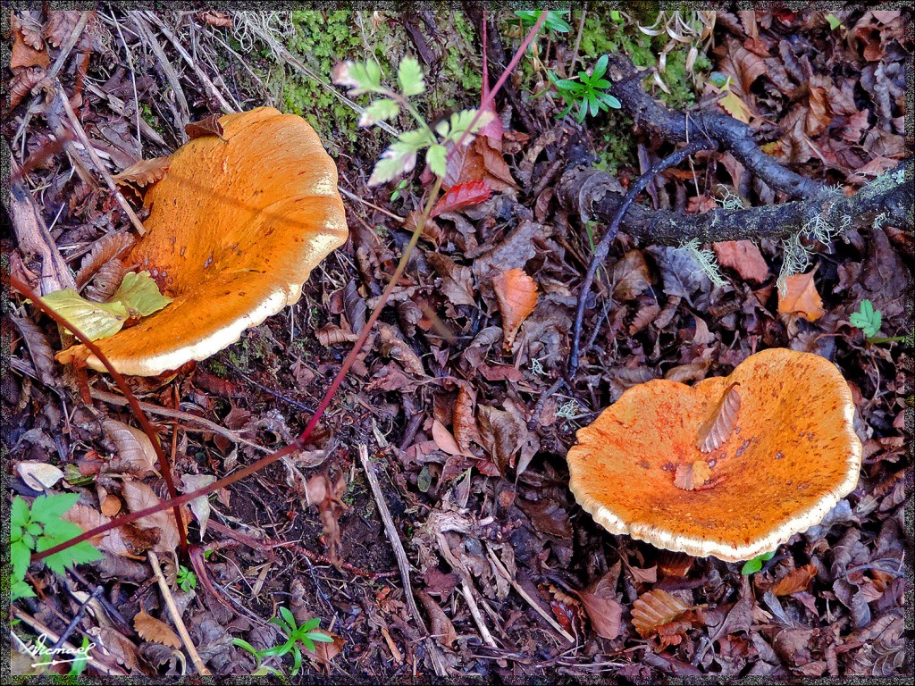 Foto: 150411-049 USHUAIA TIERRA FUEG - Ushuaia (Tierra del Fuego), Argentina
