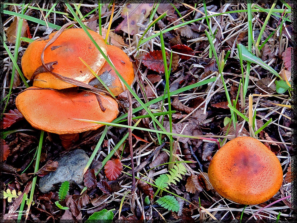 Foto: 150411-051 B USHUAIA TIERRA FUEG - Ushuaia (Tierra del Fuego), Argentina