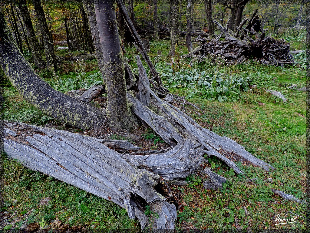 Foto: 150411-073 USHUAIA TIERRA FUEG - Ushuaia (Tierra del Fuego), Argentina