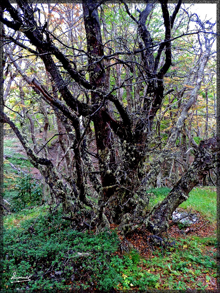 Foto: 150411-098 USHUAIA TIERRA FUEG - Ushuaia (Tierra del Fuego), Argentina