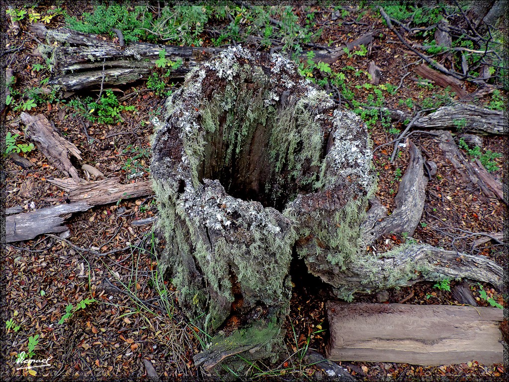 Foto: 150411-109 USHUAIA TIERRA FUEG - Ushuaia (Tierra del Fuego), Argentina