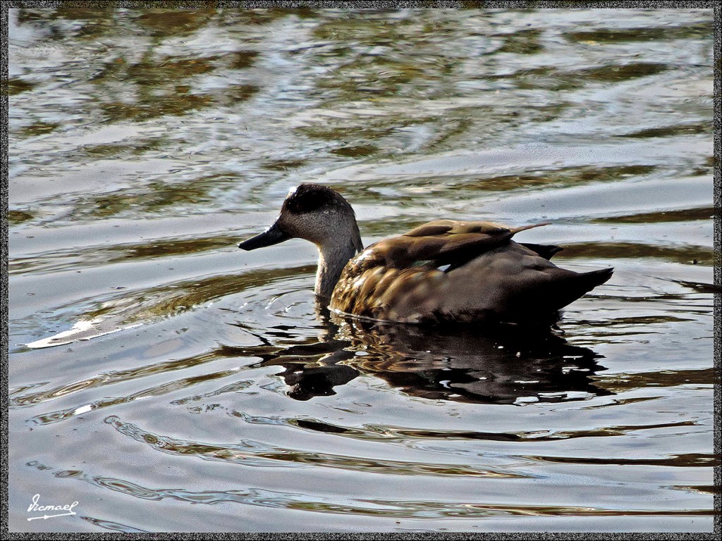 Foto: 150413-167 CALAFATE - Calafate (Santa Cruz), Argentina