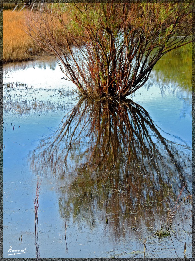 Foto: 150413-170 CALAFATE - Calafate (Santa Cruz), Argentina