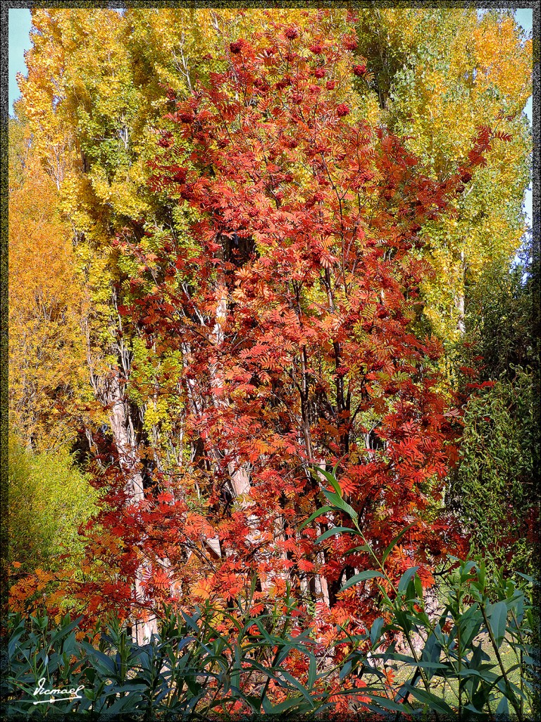 Foto: 150413-173 CALAFATE - Calafate (Santa Cruz), Argentina