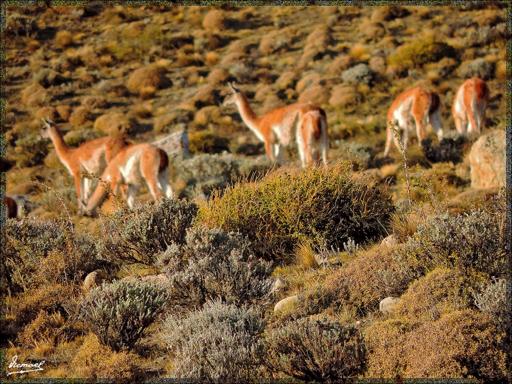 Foto: 150414-005 CALAFATE - Calafate (Santa Cruz), Argentina