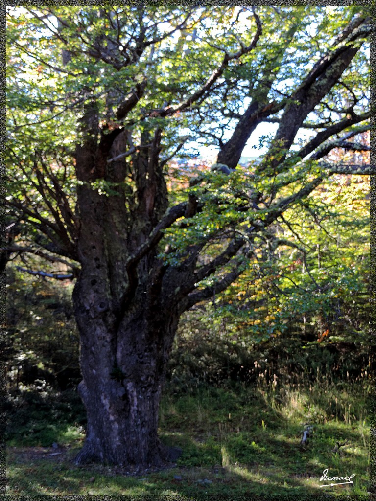Foto: 150414-059 PERITO MORENO - Calafate (Santa Cruz), Argentina