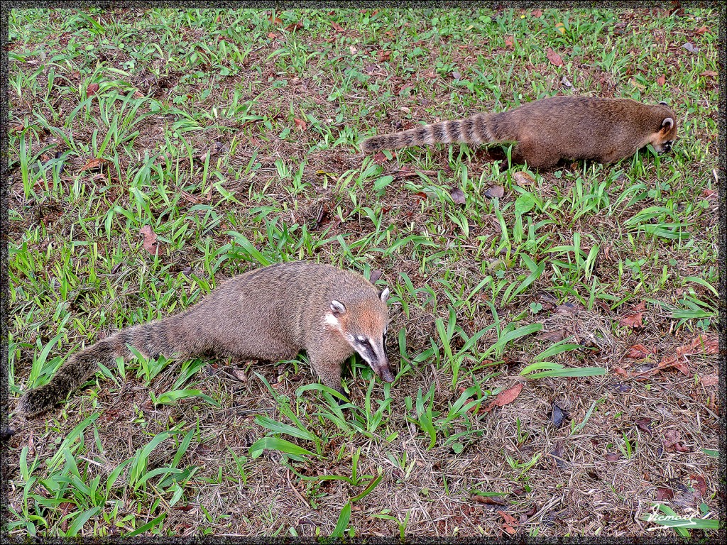 Foto: 150416-040 IGUAZú BRASIL - Iguazu (Paraná), Brasil