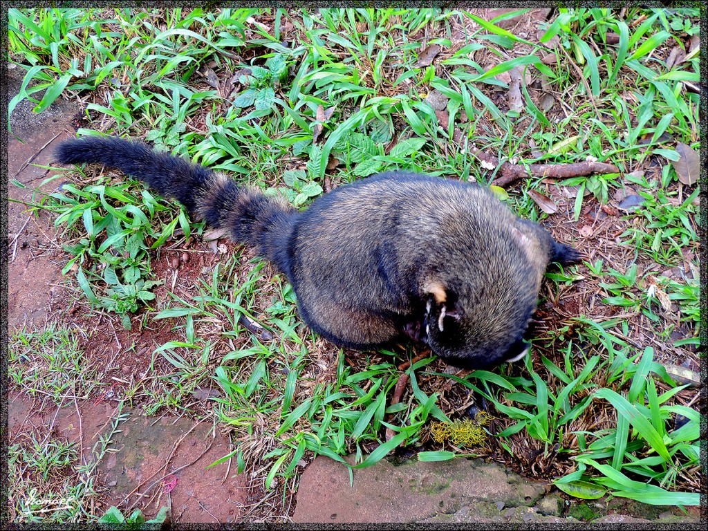 Foto: 150416-048 IGUAZú BRASIL - Iguazu (Paraná), Brasil