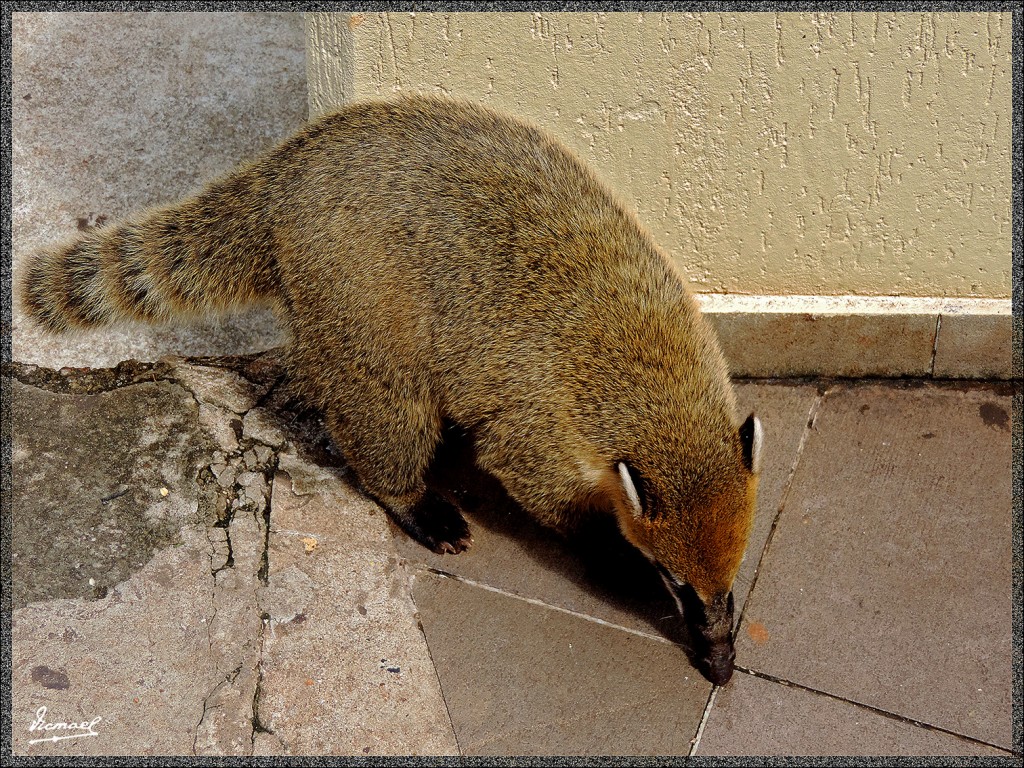 Foto: 150416-108 IGUAZú BRASIL - Iguazu (Paraná), Brasil