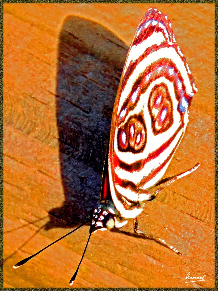 Foto: 150417-023 IGUAZú ARGENTINA - Iguazu (Misiones), Argentina