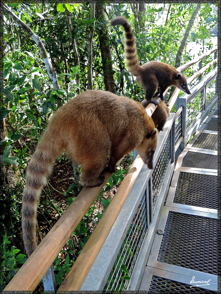 Foto: 150417-052 IGUAZú ARGENTINA - Iguazu (Misiones), Argentina