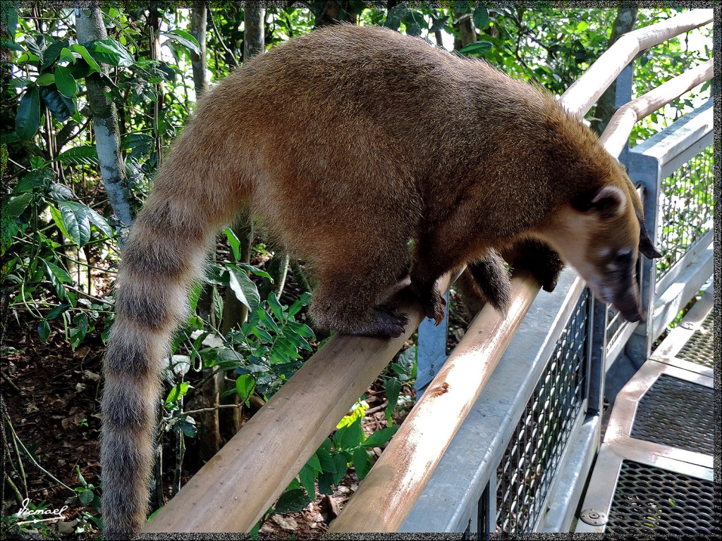 Foto: 150417-053 IGUAZú ARGENTINA - Iguazu (Misiones), Argentina