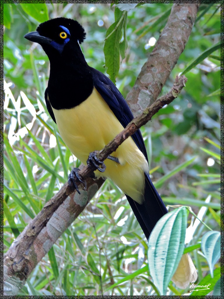 Foto: 150417-105 IGUAZú ARGENTINA - Iguazu (Misiones), Argentina