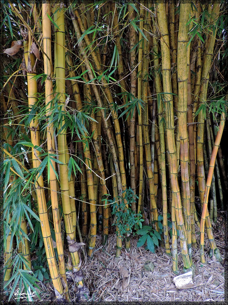 Foto: 150417-147 IGUAZú ARGENTINA - Iguazu (Misiones), Argentina