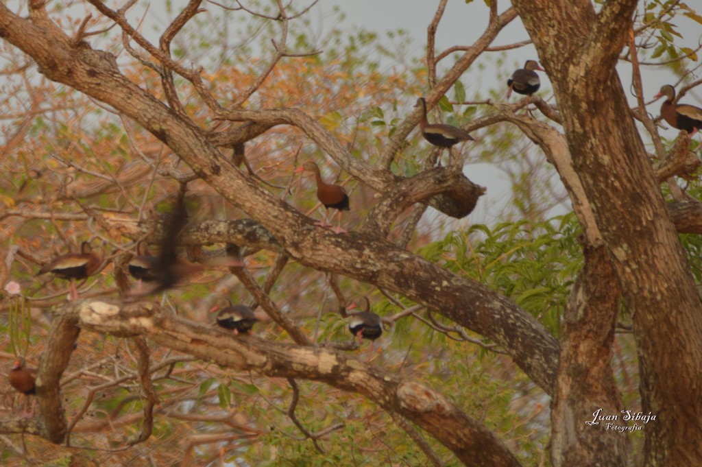 Foto de Bagaces (Guanacaste), Costa Rica
