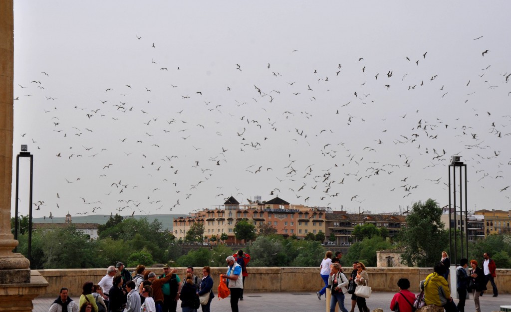Foto: Bandada de pajaros - Cordoba (Córdoba), España