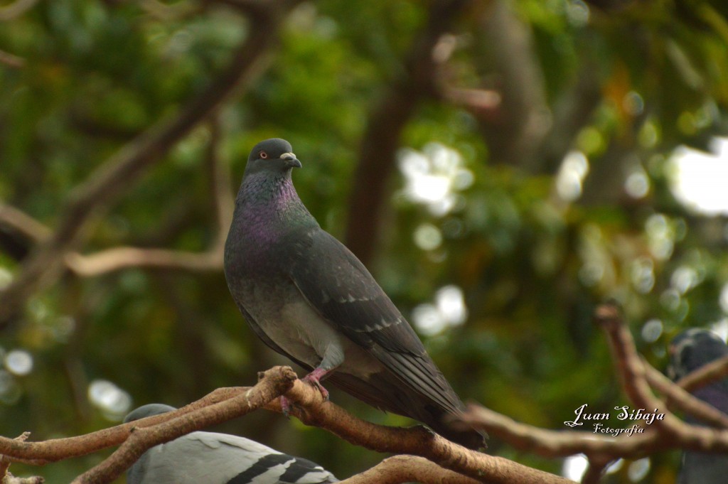 Foto de Alajuela, Costa Rica