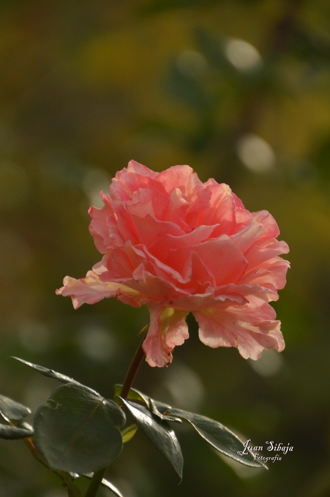 Foto de Alajuela, Costa Rica