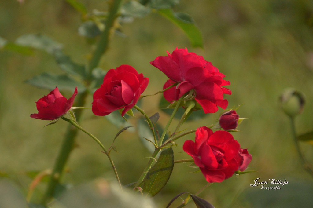 Foto de Alajuela, Costa Rica