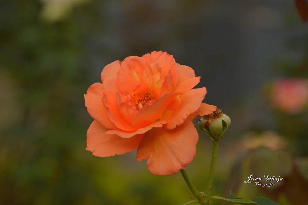 Foto de Alajuela, Costa Rica