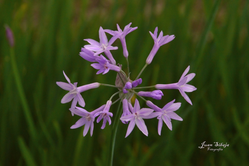Foto de Alajuela, Costa Rica