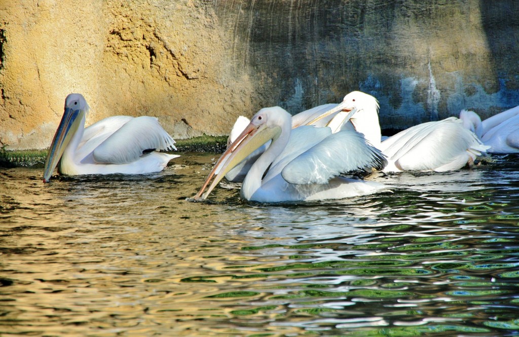 Foto: Bioparc - València (Comunidad Valenciana), España