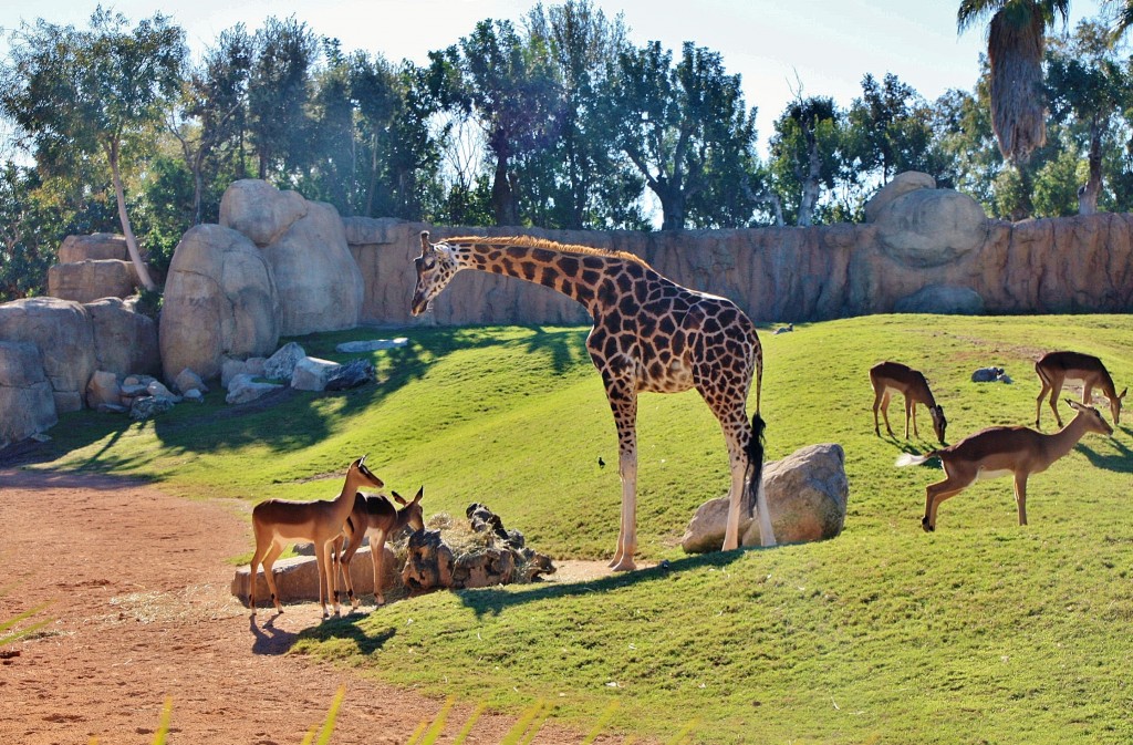 Foto: Bioparc - València (Comunidad Valenciana), España