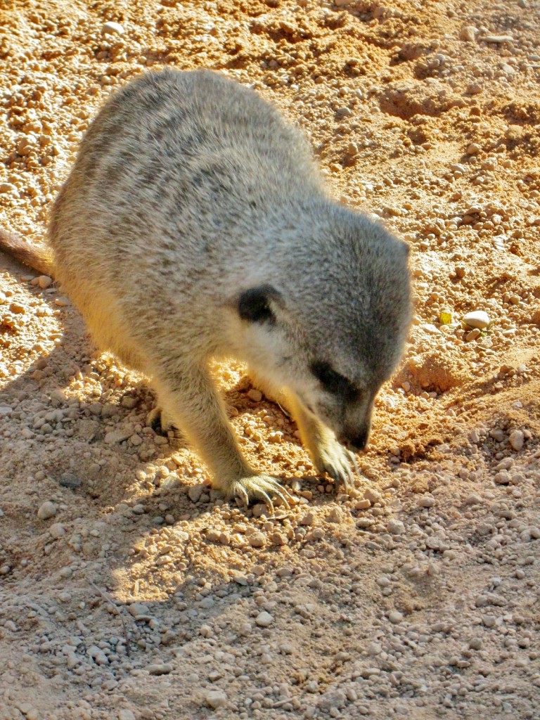 Foto: Bioparc - València (Comunidad Valenciana), España