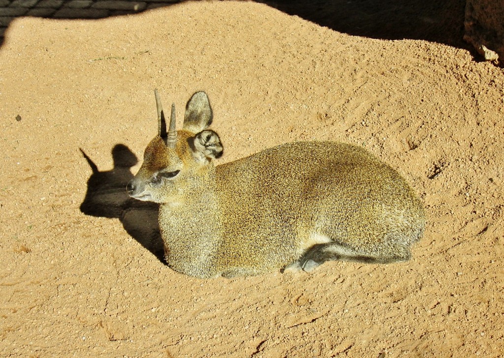 Foto: Bioparc - València (Comunidad Valenciana), España