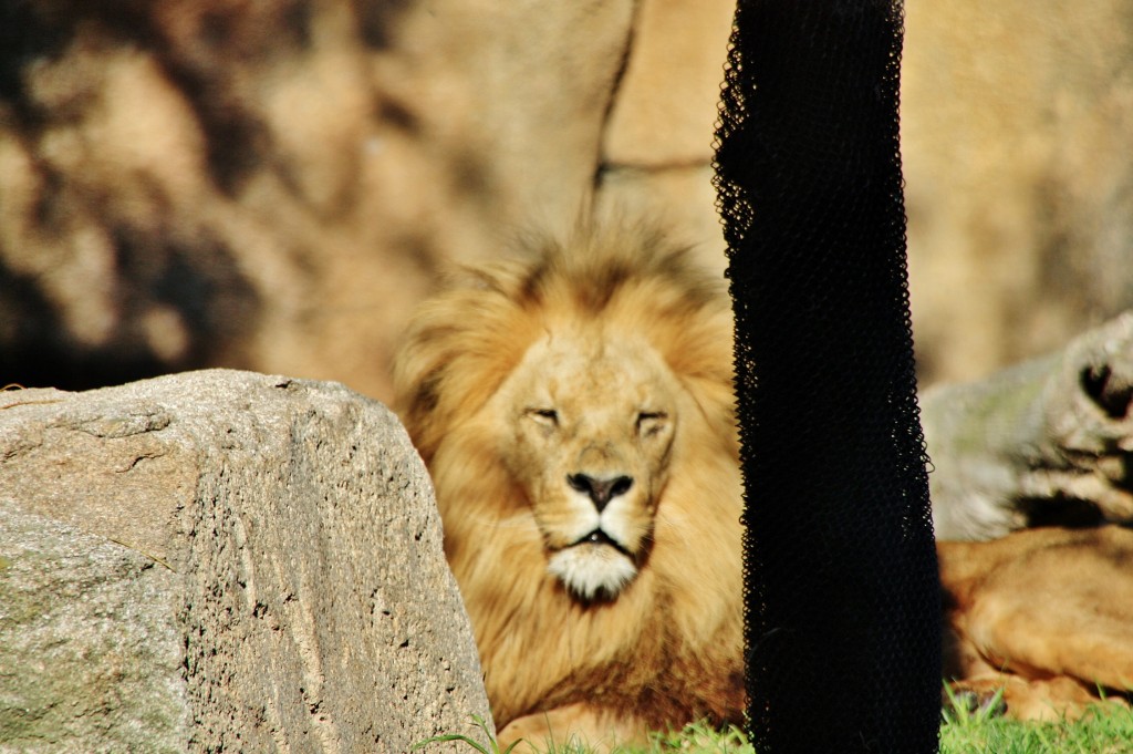 Foto: Bioparc - València (Comunidad Valenciana), España